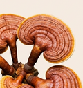 Reishi Extract