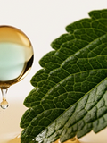 Stevia